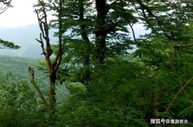 除虫大师